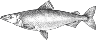 Vintage Style Sheatfish Illustration. El Balığı. Yüksek Kaliteli Eski Moda Görüntüsü