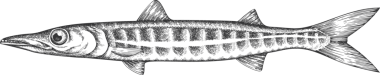 Vintage Style Barracuda Illustration. El Balığı. Yüksek Kaliteli Eski Moda Görüntüsü