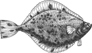 Vintage Style Flounder Illustration. El Balığı. Yüksek Kaliteli Eski Moda Görüntüsü