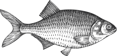 Vintage Style Bream Illustration. El Balığı. Yüksek Kaliteli Eski Moda Görüntüsü