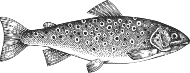 Vintage Style Trout Illustration. El Balığı. Yüksek Kaliteli Eski Moda Görüntüsü