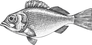 Vintage Style Perch Illustration. El Balığı. Yüksek Kaliteli Eski Moda Görüntüsü