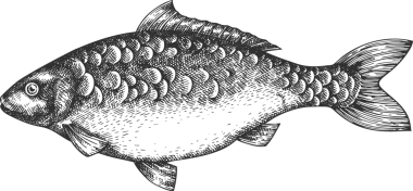Vintage Style Carp Illustration. El Balığı. Yüksek Kaliteli Eski Moda Görüntüsü