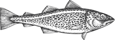 Klasik Morina Balığı İllüstrasyonu. El Balığı. Yüksek Kaliteli Eski Moda Görüntüsü