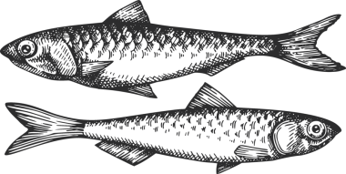 Antika Ançüez Çizimi. El Balığı. Yüksek Kaliteli Eski Moda Görüntüsü