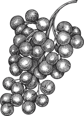 elle çizilmiş üzüm illüstrasyon