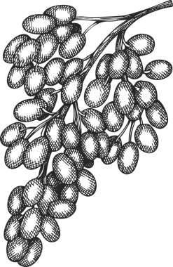 elle çizilmiş üzüm illüstrasyon