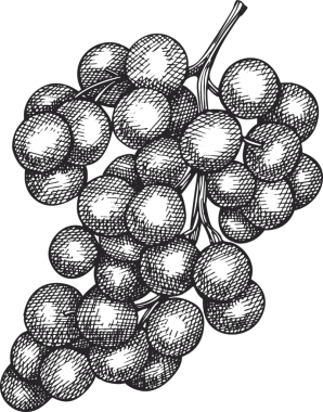 elle çizilmiş üzüm illüstrasyon