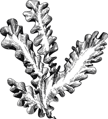 El Çizimi Yosun Çizimi