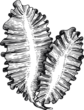 El Çizimi Yosun Çizimi