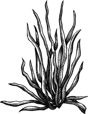 El Çizimi Yosun Çizimi