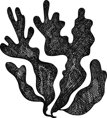 El Çizimi Yosun Çizimi