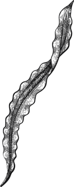 El Çizimi Yosun Çizimi