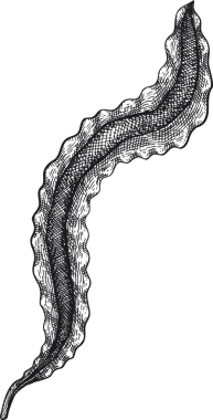 El Çizimi Yosun Çizimi