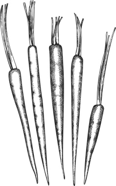 Klasik Havuç Tarzı. El yapımı Şükran Günü Yemeği Çizimi