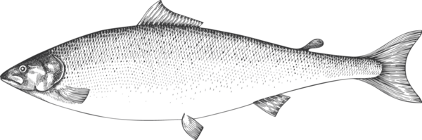 Klasik Stil Somon İllüstrasyonu. El Balığı. Yüksek Kaliteli Eski Moda Görüntüsü