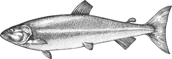 Vintage Style Keta Illustration. El Balığı. Yüksek Kaliteli Eski Moda Görüntüsü