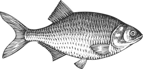 Vintage Style Bream Illustration. El Balığı. Yüksek Kaliteli Eski Moda Görüntüsü