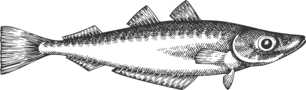 Vintage Style Blue Whiting Illustration. El Balığı. Yüksek Kaliteli Eski Moda Görüntüsü