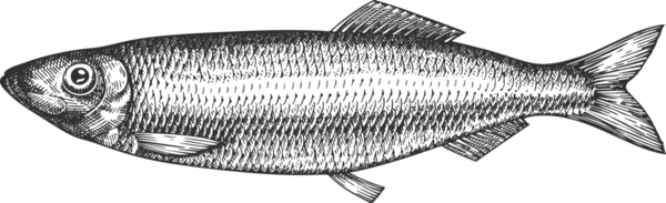 Vintage Style Ringa İllüstrasyonu. El Balığı. Yüksek Kaliteli Eski Moda Görüntüsü