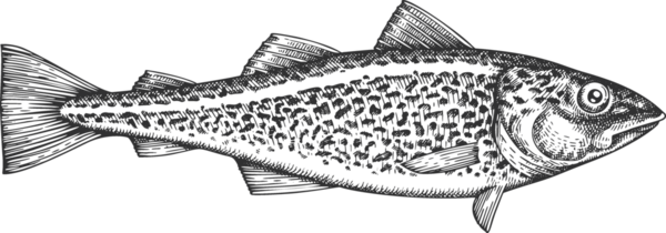 Klasik Morina Balığı İllüstrasyonu. El Balığı. Yüksek Kaliteli Eski Moda Görüntüsü