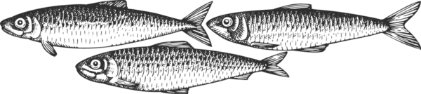 Vintage Style Sardalya İllüstrasyonu. El Balığı. Yüksek Kaliteli Eski Moda Görüntüsü