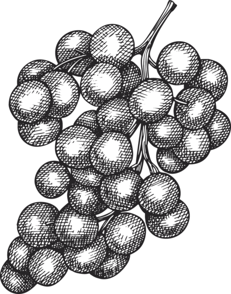elle çizilmiş üzüm illüstrasyon