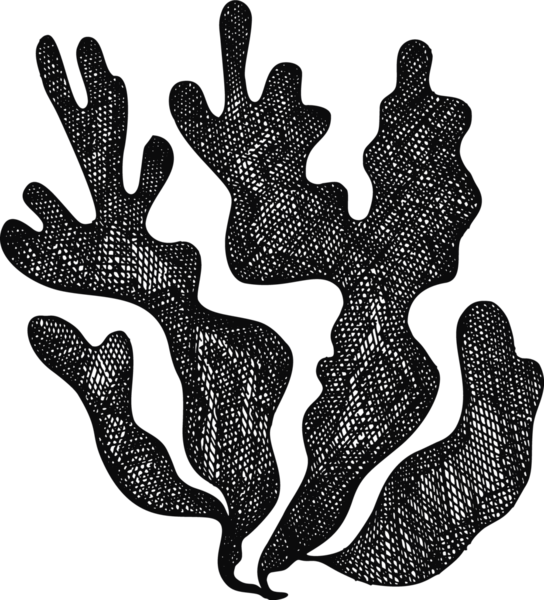 El Çizimi Yosun Çizimi