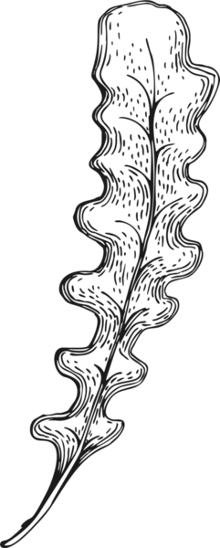 El Çizimi Yosun Çizimi