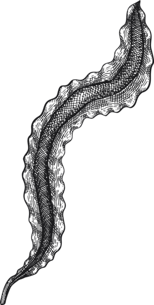 El Çizimi Yosun Çizimi