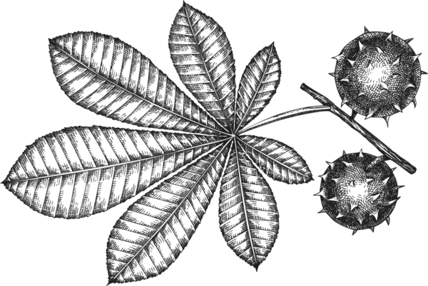 Klasik Kestane Tarzı. El yapımı Şükran Günü Yemeği Dekorasyonu