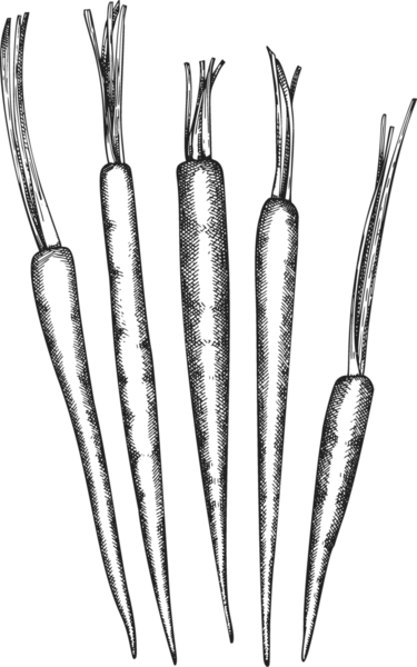 Klasik Havuç Tarzı. El yapımı Şükran Günü Yemeği Çizimi