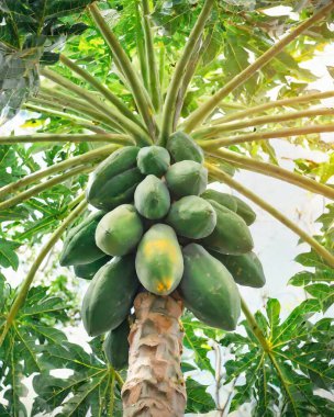 Tropik bir fidanlıkta papaya ağacı.