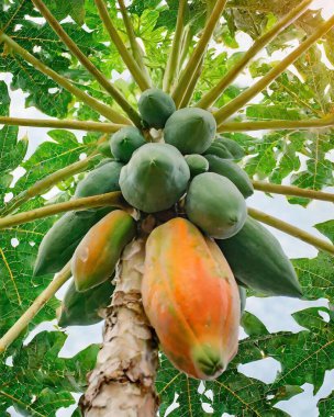Bahçesinde yeşil yapraklar olan papaya ağacı..