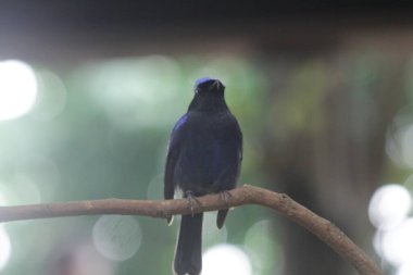 Küçük niltava ya da Niltava macgrigoriae, Muscicapidae familyasından bir kuş türü..