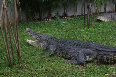 Saltwater crocodiles, Indo-Australian crocodiles, and Man-eater crocodiles. The scientific name is Crocodylus porosus, the largest crocodiles in the world with a habitat in rivers and near the sea. clipart