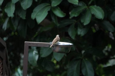 Metal kuş içicisinin yanında oturan küçük kuş.