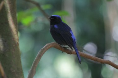 Küçük niltava ya da Niltava macgrigoriae, Muscicapidae familyasından bir kuş türü..