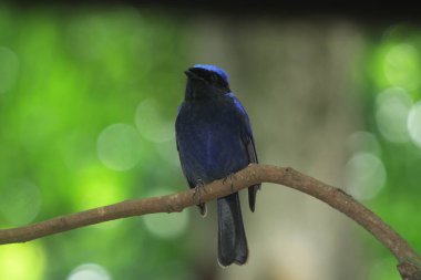 Küçük niltava ya da Niltava macgrigoriae, Muscicapidae familyasından bir kuş türü..