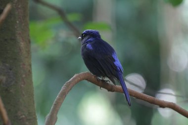 Küçük niltava ya da Niltava macgrigoriae, Muscicapidae familyasından bir kuş türü..