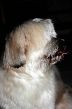 Shih Tzu tüm dünyada popüler olan küçük ve şirin bir köpektir.