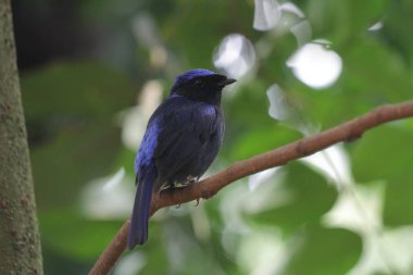 Küçük niltava ya da Niltava macgrigoriae, Muscicapidae familyasından bir kuş türü..