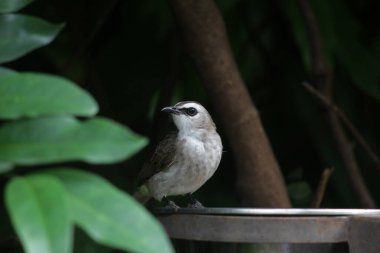 Metal kuş içicisinin yanında oturan küçük kuş.