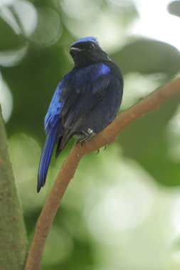 Küçük niltava ya da Niltava macgrigoriae, Muscicapidae familyasından bir kuş türü..
