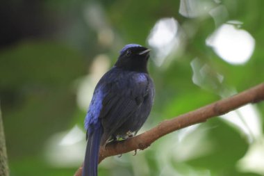 Küçük niltava ya da Niltava macgrigoriae, Muscicapidae familyasından bir kuş türü..