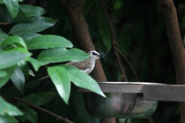 Metal kuş içicisinin yanında oturan küçük kuş.