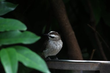 Metal kuş içicisinin yanında oturan küçük kuş.