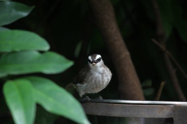 Metal kuş içicisinin yanında oturan küçük kuş.