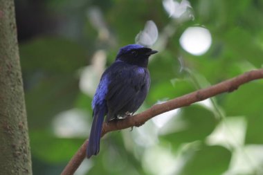 Küçük niltava ya da Niltava macgrigoriae, Muscicapidae familyasından bir kuş türü..