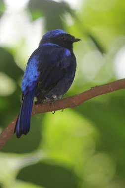 Küçük niltava ya da Niltava macgrigoriae, Muscicapidae familyasından bir kuş türü..